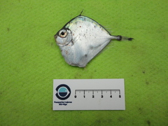 Xenolepidichthys dalgleishi