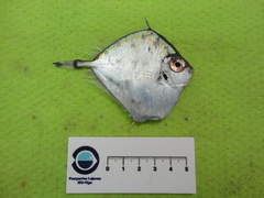 Xenolepidichthys dalgleishi