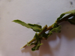 Oenothera indecora indecora