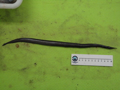 Venefica proboscidea