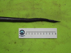 Venefica proboscidea
