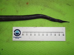 Venefica proboscidea