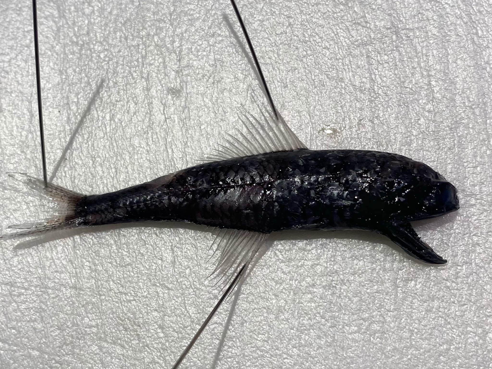 Multispotted Lanternfish photo 2