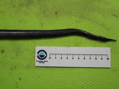 Venefica proboscidea
