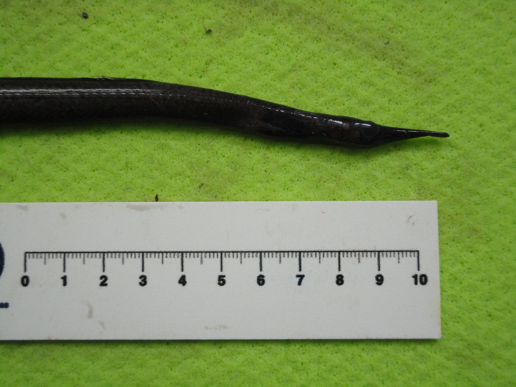 Shortnose Witch Eel