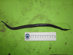 Venefica proboscidea