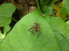 Eneopterinae