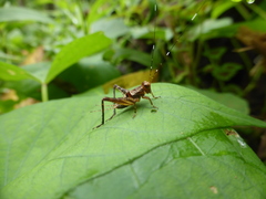 Eneopterinae