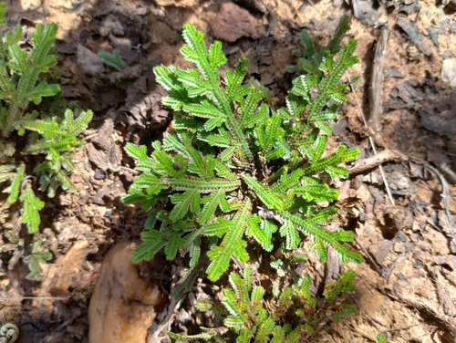 Selaginella convoluta, photograph 5