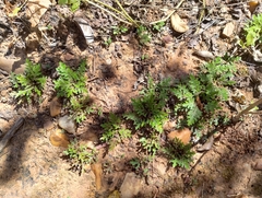 Selaginella convoluta, photograph (c) Breno Figueiredo, some rights reserved (CC BY)