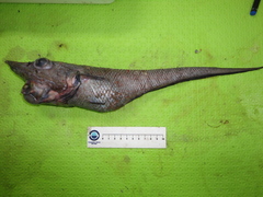 Trachyrincus murrayi