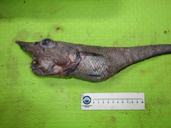 Trachyrincus murrayi