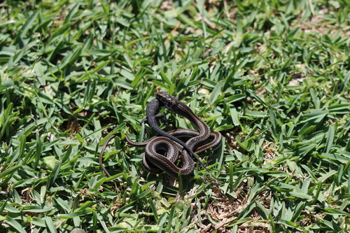Cross-marked Grass Snake, Psammophis crucifer