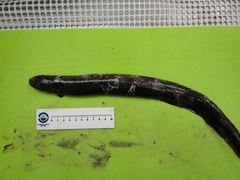 Simenchelys parasitica