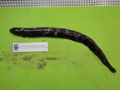 Simenchelys parasitica