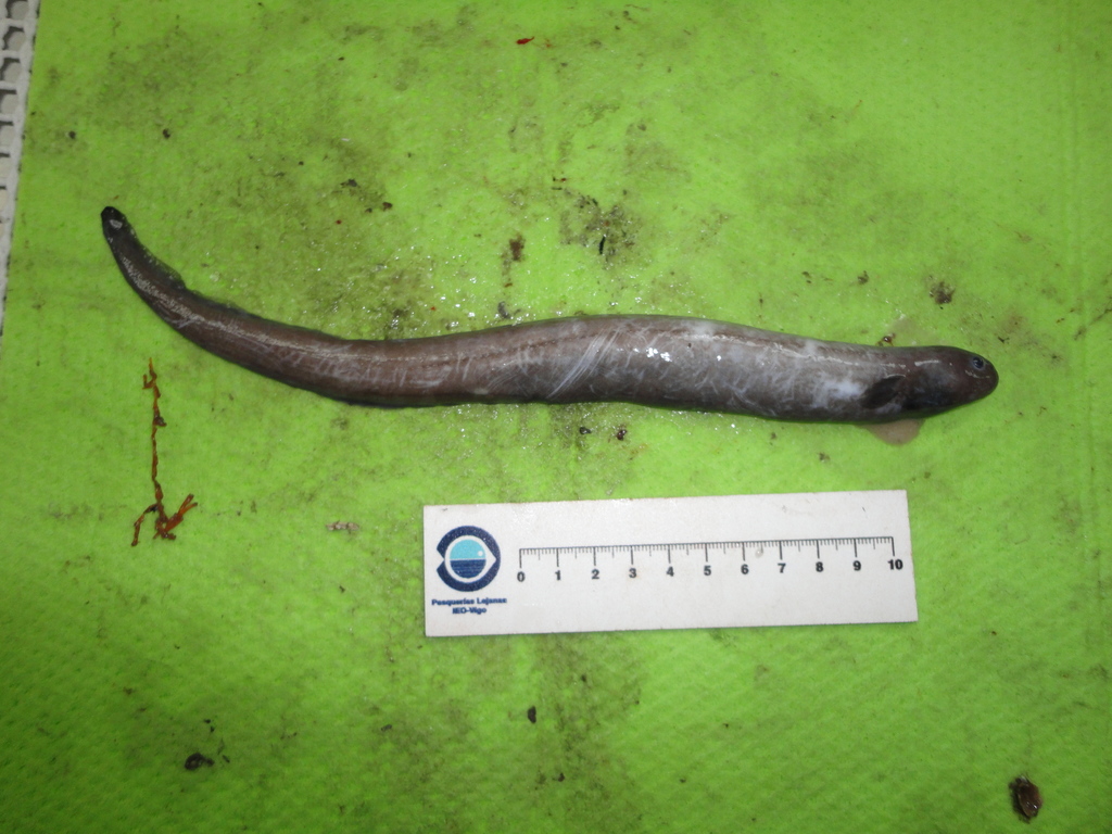 Snubnosed Eel