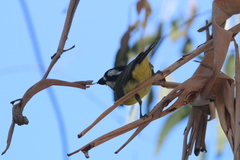 Falcunculus frontatus