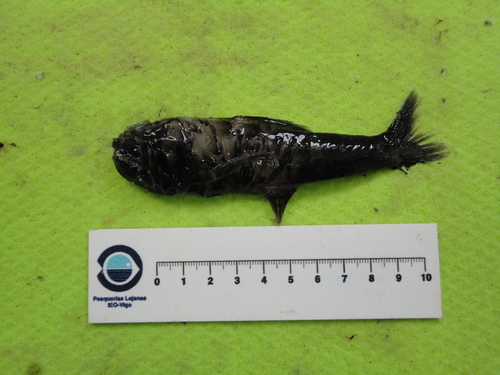 カブトウオ属 (Poromitra)