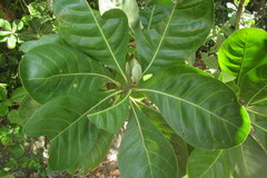 Planchonella obovata