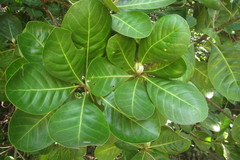 Planchonella obovata