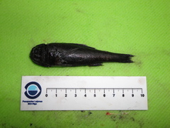 Melamphaes suborbitalis