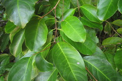 Salacia chinensis