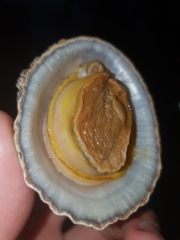 Cellana solida