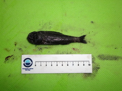 Melamphaes suborbitalis