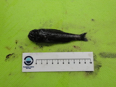 Melamphaes suborbitalis