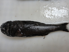 Melamphaes suborbitalis