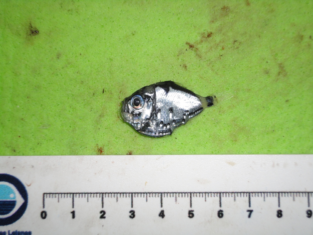 Slope Hatchetfish