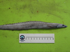Smallmouth Spiny Eel photo 2