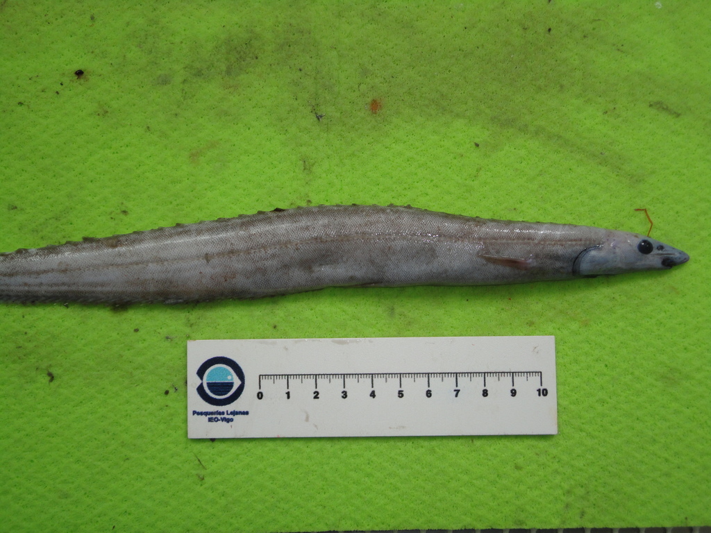 Smallmouth Spiny Eel