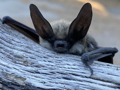 Long-eared Myotis