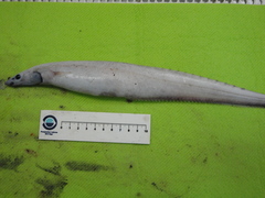 Smallmouth Spiny Eel photo 4