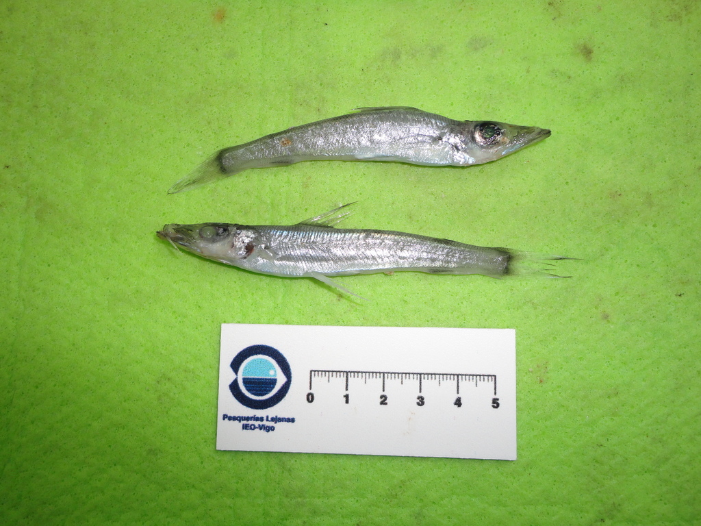 Langsnuit-groenoog (Parasudis truculenta) — Chlorophthalmidae