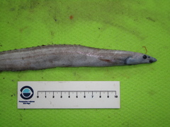Smallmouth Spiny Eel photo 5