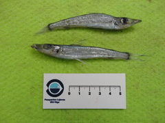 Parasudis truculenta