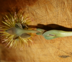 Hereroa acuminata