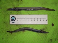 Arctozenus risso