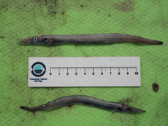Arctozenus risso