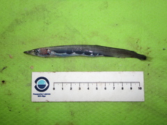 Arctozenus risso