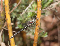 Eusynthemis brevistyla