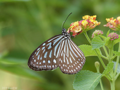 Ideopsis vulgaris macrina