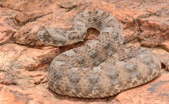 Bitis caudalis