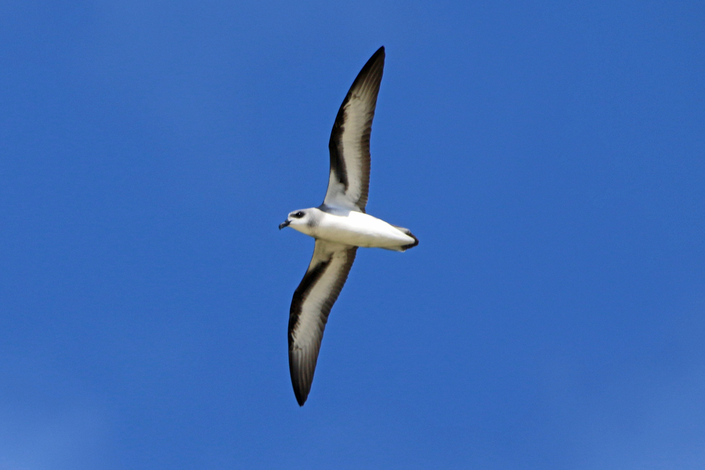 Black-winged Petrel photo
