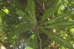 Buchanania mangoides