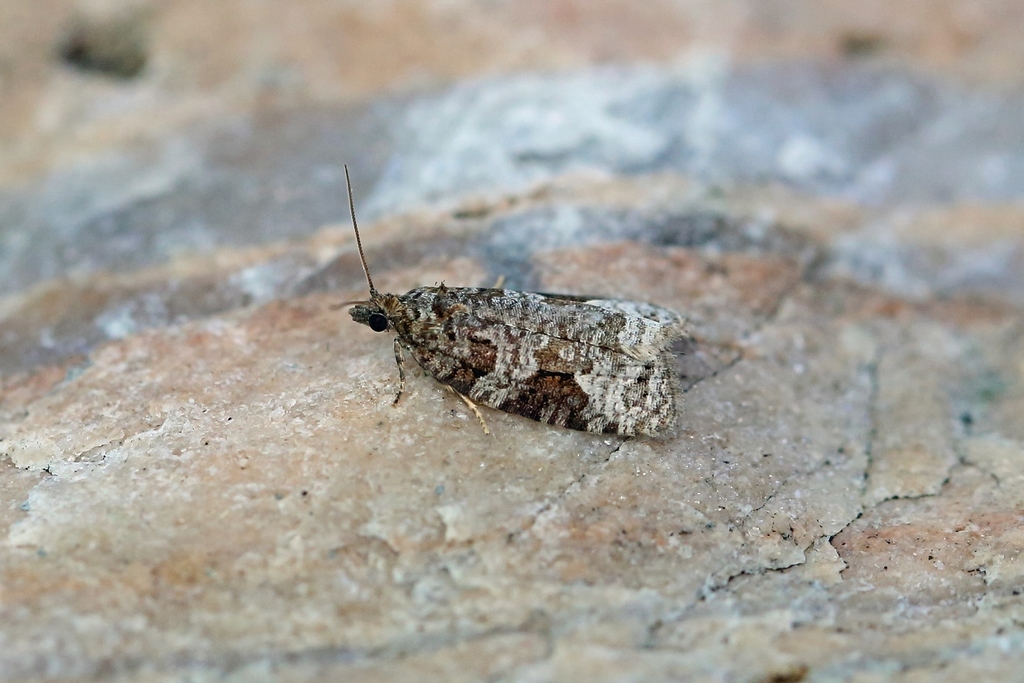Short-barred Marble
