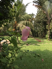 Hibiscus rosa-sinensis