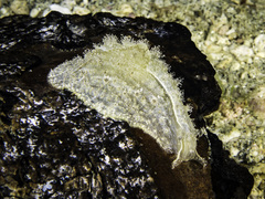 Image of Phyllaplysia lafonti